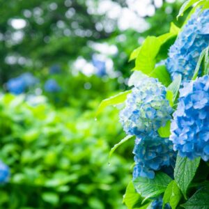 【コラム】湿気に負けない過ごし方