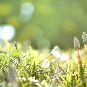 【コラム】春野菜の役割について