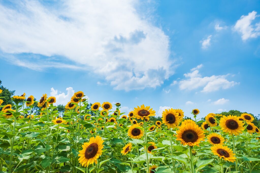 【コラム】夏風邪を予防するために心がけてほしいこと