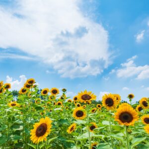 【コラム】夏風邪引いていませんか？